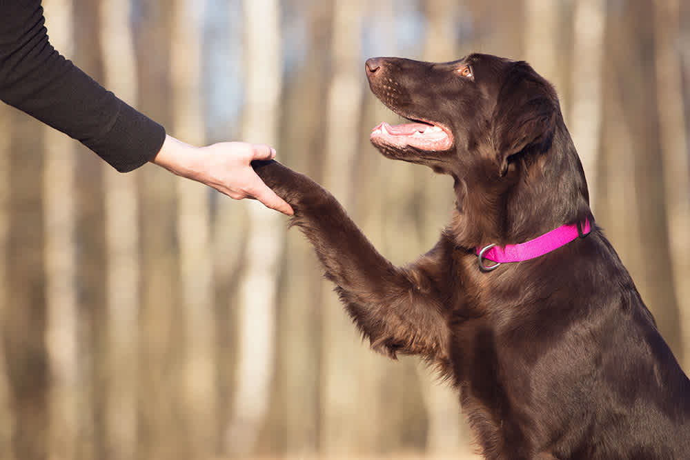 Benefits Of Dog Training